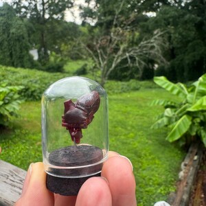 May include: A dark red, anatomically shaped heart sculpture mounted on a thin metal pin atop a circular dark brown cork base, all enclosed within a clear, dome-shaped glass cloche cover that protects the small, detailed anatomical model.