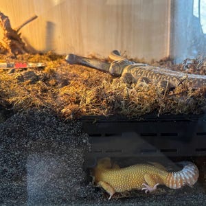 Underground Humid Hide for Reptiles with Modular Tunnels – Buried Hide for Shedding Support image 3