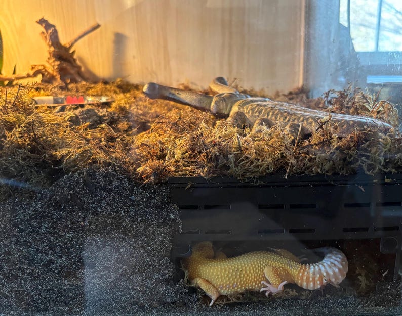 Underground Humid Hide for Reptiles with Modular Tunnels – Buried Hide for Shedding Support image 3