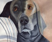 Weimaraner, Weimaraner Watercolor, Weimaraner Print, Giclee Print of Weimaraner from Original Watercolor by Sue Reimbold