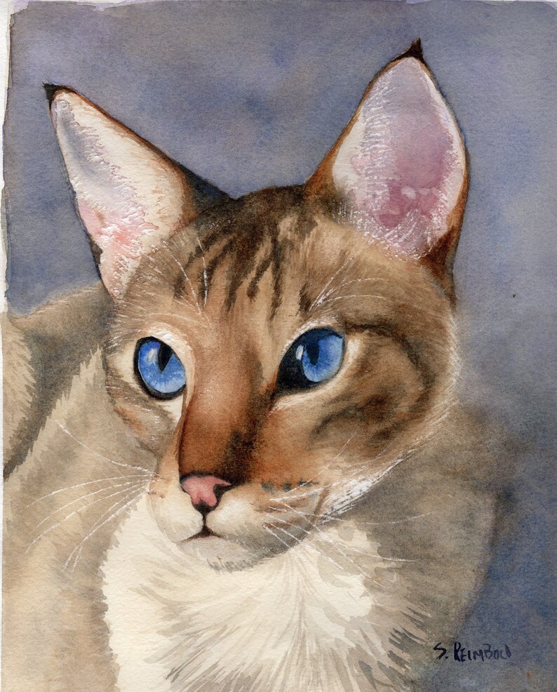 tabby point siamese vs lynx point tabby point siamese vs lynx point