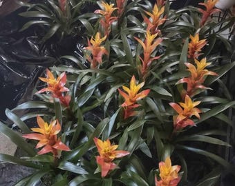 Bromeliads with pups