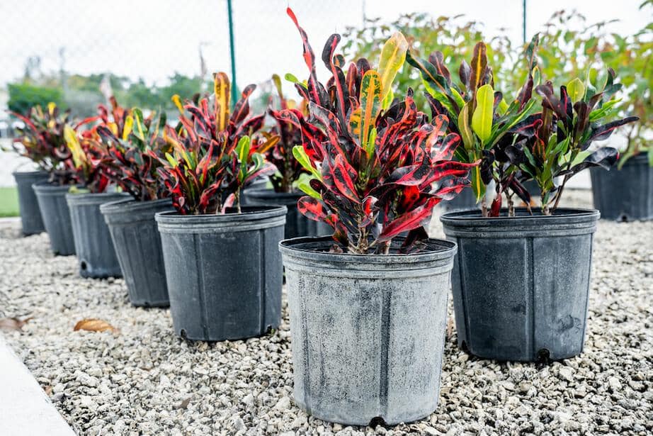 3" Pot Croton Petra Delight Lush Leaves: Radiant Croton Charm