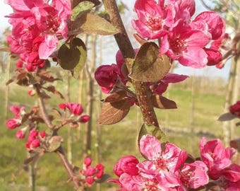 Crab Apple treelings! 2 Gallon 2 ft  Great for new plant or Bonsai. Malus spectabilis
