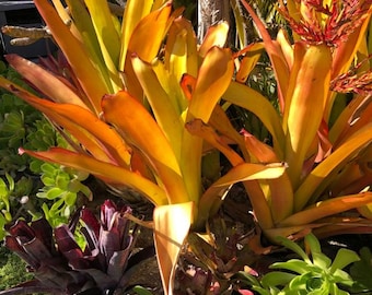 Bromeliad Osser Red | Unique Tropical Plant | Indoor Houseplant | Red Foliage with Green Spots| Summer Plant Sale | Fast free Shipping