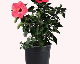 Hibiscus – Stunning Tropical Blooms in 3-Gallon Pot, Butterfly Magnet!