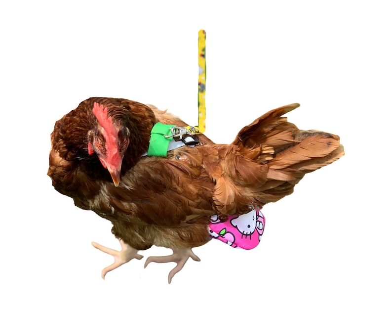 SEW your own Chicken Diapers in three sizes S-M-L plus leash and harness instructions Save MONEY 画像 6