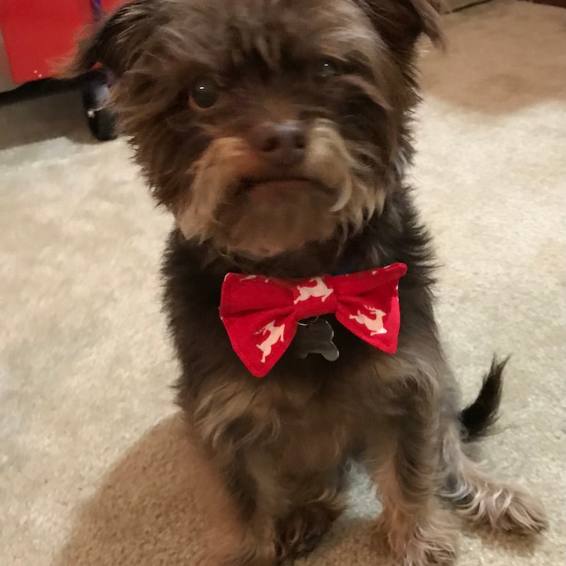printable dog bow tie pattern