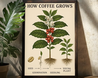Coffee Plant Poster - Coffee Art Poster - Coffee Decor Poster - Coffee Wall art - Gift For Coffee Lovers - Coffee Lovers - Coffee Bean