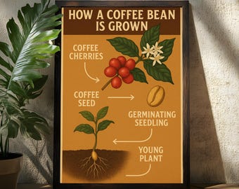 Kaffee Poster - Wie Kaffee angebaut wird - Kaffee Kunst - Die Kaffeepflanze Poster - Die Kaffeebohne Poster - Kaffee Wand Kunst - Kaffee Kunst