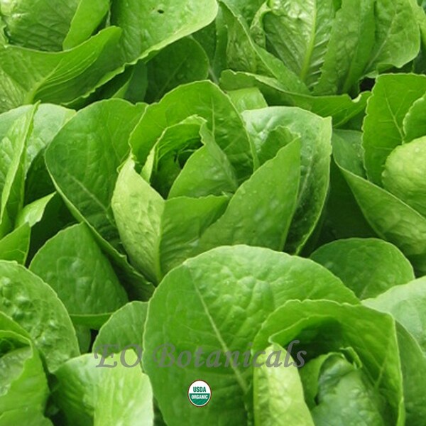 Organic Parris Island Cos Lettuce .25 Gram 200 Plus Seeds