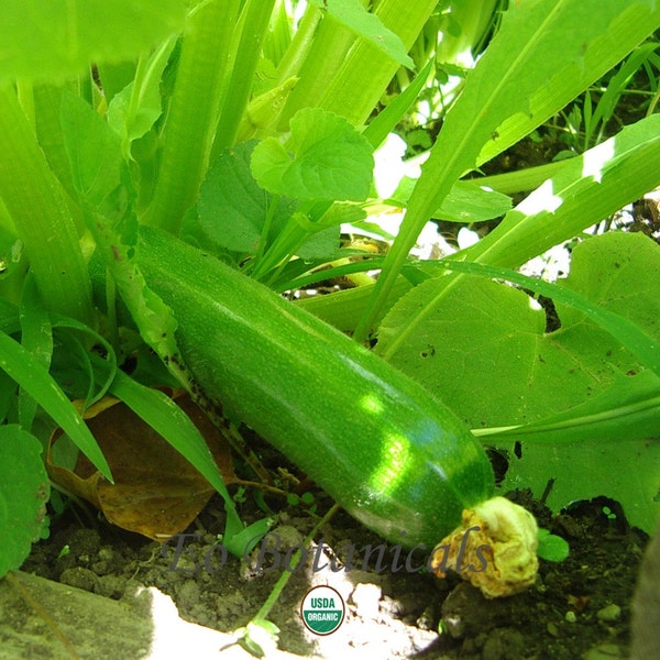 Organic Dark Green Zucchini Squash 6 Grams 35 Plus Seeds