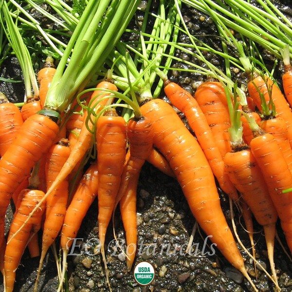Organic Danvers Carrot .25 Gram 200 Plus Seeds