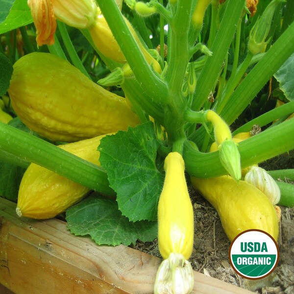 Organic Yellow Crookneck Squash .25 Ounce 80 Plus Seeds