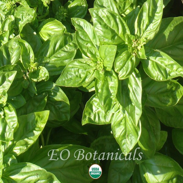 Organic Italian Large Leaf Basil .25 Gram 125 Plus Seeds