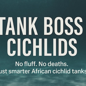 African Cichlid Tank Setup Cheat Sheet (Haps & Peacocks Only) | Real-World Guide for Aggression-Free Aquarium Success