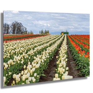 PNW Tulpenfeld Druck - Pinke Tulpe Wandkunst, lebhafte Frühlingsblumen, Fine Art Fotografie, Leinwand Wand Kunst Druck, Metall Wand Kunst Druck