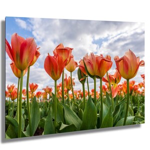 Rotes Tulpenfeld - Skagittaler Frühlingsblumen, Low Angle Bloom Fotografie, PNW Gartenwandkunst, Roozengaarde Druck
