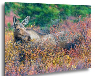 May include: A canvas print featuring a moose in a natural setting. The moose is brown and tan, partially obscured by colorful autumn foliage in shades of red, orange, and yellow. The background includes green trees and a hint of rain.