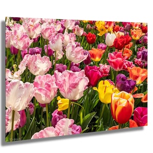 Primo piano del tulipano della valle di Skagit - Foto di fiori primaverili di Roozengaarde, stampa artistica floreale di Washington, decorazione da parete con fotografia di giardino