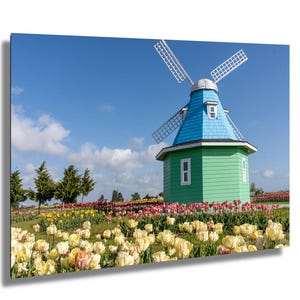 Tulipano pastello con foto di un campo di mulini – Arte murale del giardino della Skagit Valley, Fiori primaverili dalla luce soffusa, Stampa fotografica di un mulino in fiore al mattino presto