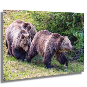 Foto di orso grizzly di Yellowstone - Stampa di Beryl e cuccioli, Yellowstone Nature Wall Art