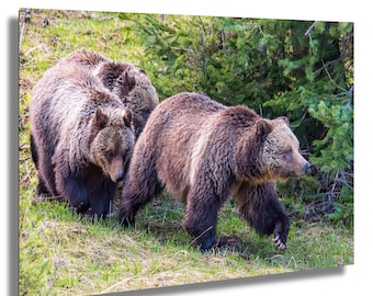Fototryck av Yellowstone Grizzlybjörn: Naturtavla med Beryl och ungar