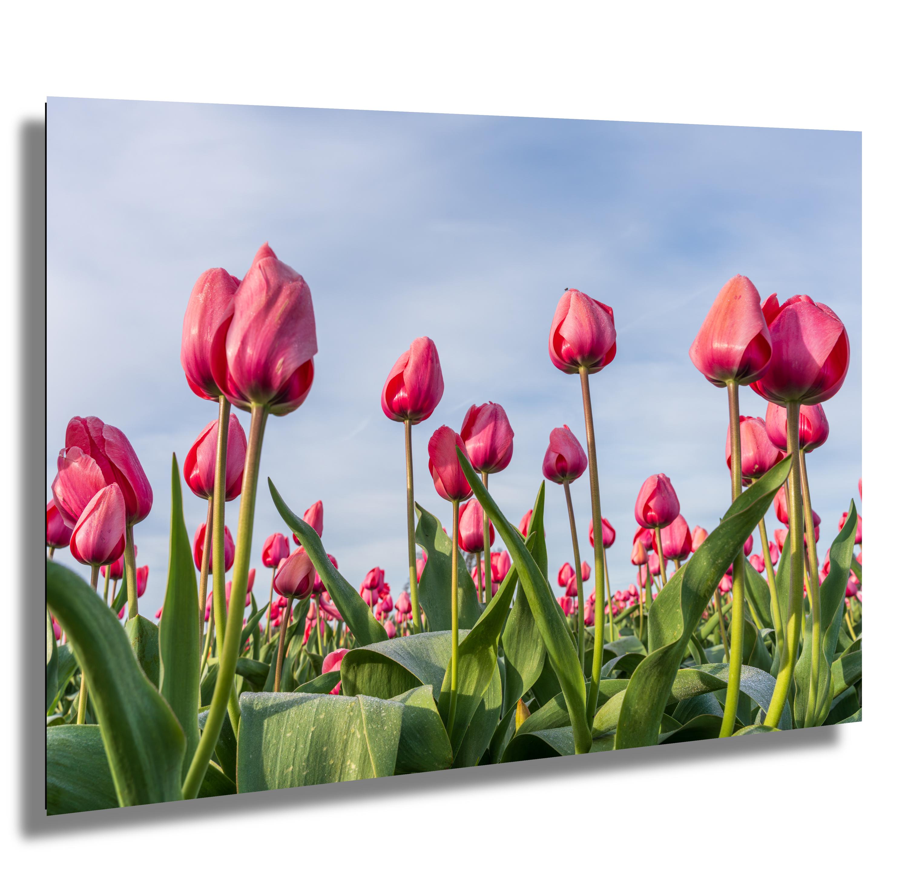 Pink Tulip Field Art Print | Pacific Northwest Spring Flowers - Etsy