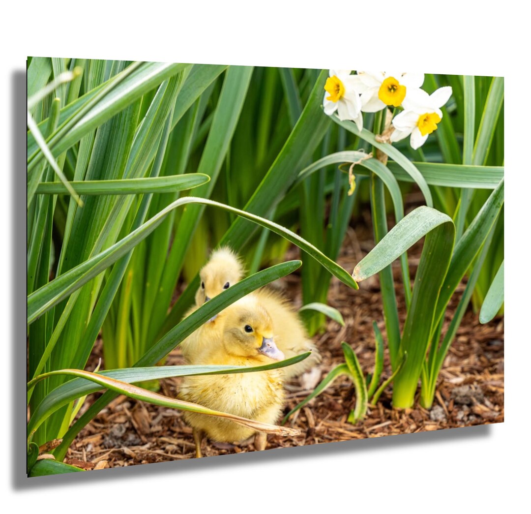 Spring Portrait Ducklings Ducklings in Tall Grass Print | Spring Wildlife Photography - Etsy