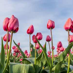 PNW Tulpenfeld Druck - Pinke Tulpe Wandkunst, lebhafte Frühlingsblumen, Fine Art Fotografie, Leinwand Wand Kunst Druck, Metall Wand Kunst Druck
