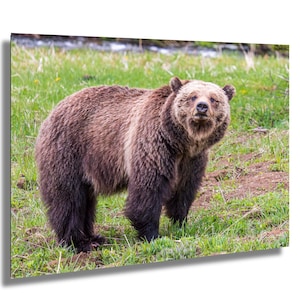 Foto dell'orso grizzly di Yellowstone - Stampa Beryl Grizzly, Yellowston Nature Wall Art