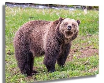 May include: A framed print showing a grizzly bear in a grassy meadow. The bear has brown fur and dark legs. The background includes green grass and a glimpse of a stream.