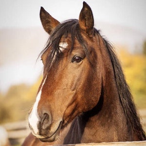 Horse Photography 11 x 14 Print, Teen Girls Room, Bedroom Decor Ideas, Rustic Horse, Western Ranch, Country Fine Art Equine, Gifts Ideas