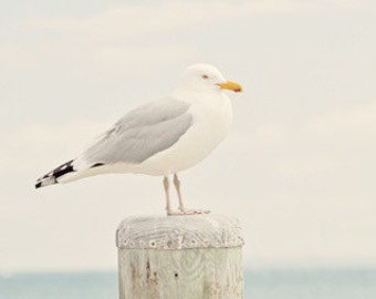 Unframed Coastal Wall Art Prints, Bird Photography, Nautical Wall Art, Bathroom, Large Wall Decor, Cream Tones Light Summery