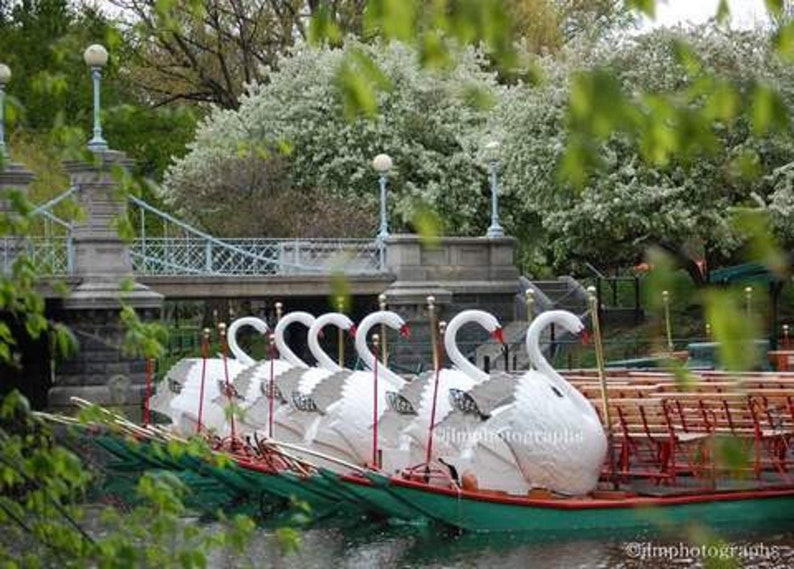 Boston Swan Boat Prints New England Decor Bedroom Decor Office Wall Art Public Garden Pictures Home Wall Decor Boston Photography Art