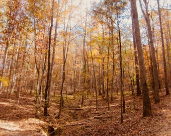 Fall Forest Photography Print