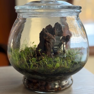 Self Sustaining Terrarium, Apothecary Globe Established Ecosystem w/ String of Frogs & Moss