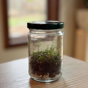 Self Sustaining Terrarium, Pesto Jar Established Ecosystem w/ String of Turtles & Moss