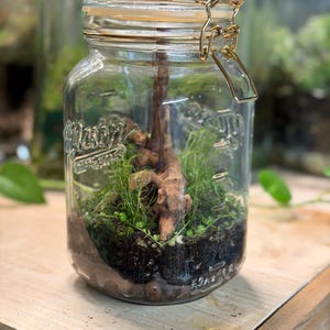 Self Sustaining Terrarium, Large Mason Jar Established Ecosystem w/ String of Turtles & Moss