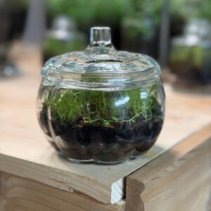 Self Sustaining Terrarium, Mini Pumpkin Established Ecosystem w/ String of Turtles & Moss
