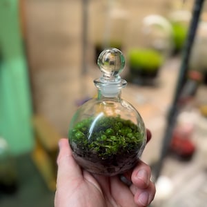 May include: A small, clear glass terrarium with a round shape and a glass stopper. The terrarium contains green moss and soil. The terrarium is held in a hand, with a blurred background.