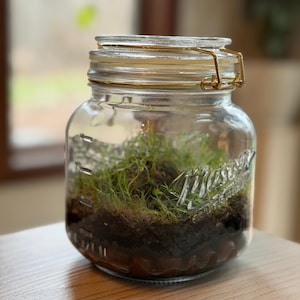 Self Sustaining Terrarium, Mason Jar Established Ecosystem w/ String of Turtles & Moss