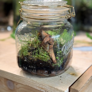 Self Sustaining Terrarium, Mason Jar Established Ecosystem w/ String of Turtles & Moss