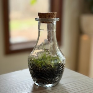 Self Sustaining Terrarium, Mini Jar Established Ecosystem w/ String of Turtles & Moss +Tweezers