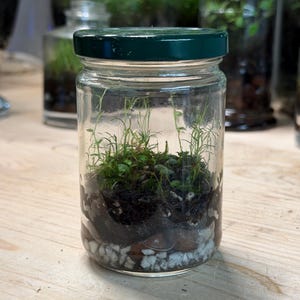 Self Sustaining Terrarium, Small Recycled Jar Established Ecosystem w/ String of Turtles & Moss