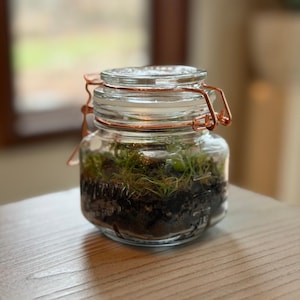 Self Sustaining Terrarium, Mini Mason Jar Established Ecosystem w/ String of Turtles & Moss