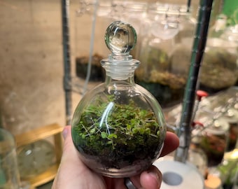 Bioloark Bio Bottle ZD200 - Etsy
