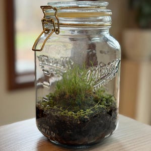 Self Sustaining Terrarium, Mason Jar Established Ecosystem w/ String of Turtles & Moss
