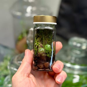 Terrario Shaker reutilizado, ecosistema autosuficiente establecido con tortugas, musgo y pinzas.