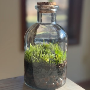 Self Sustaining Terrarium, Small Jar Established Ecosystem w/ String of Frogs & Moss +Tweezers